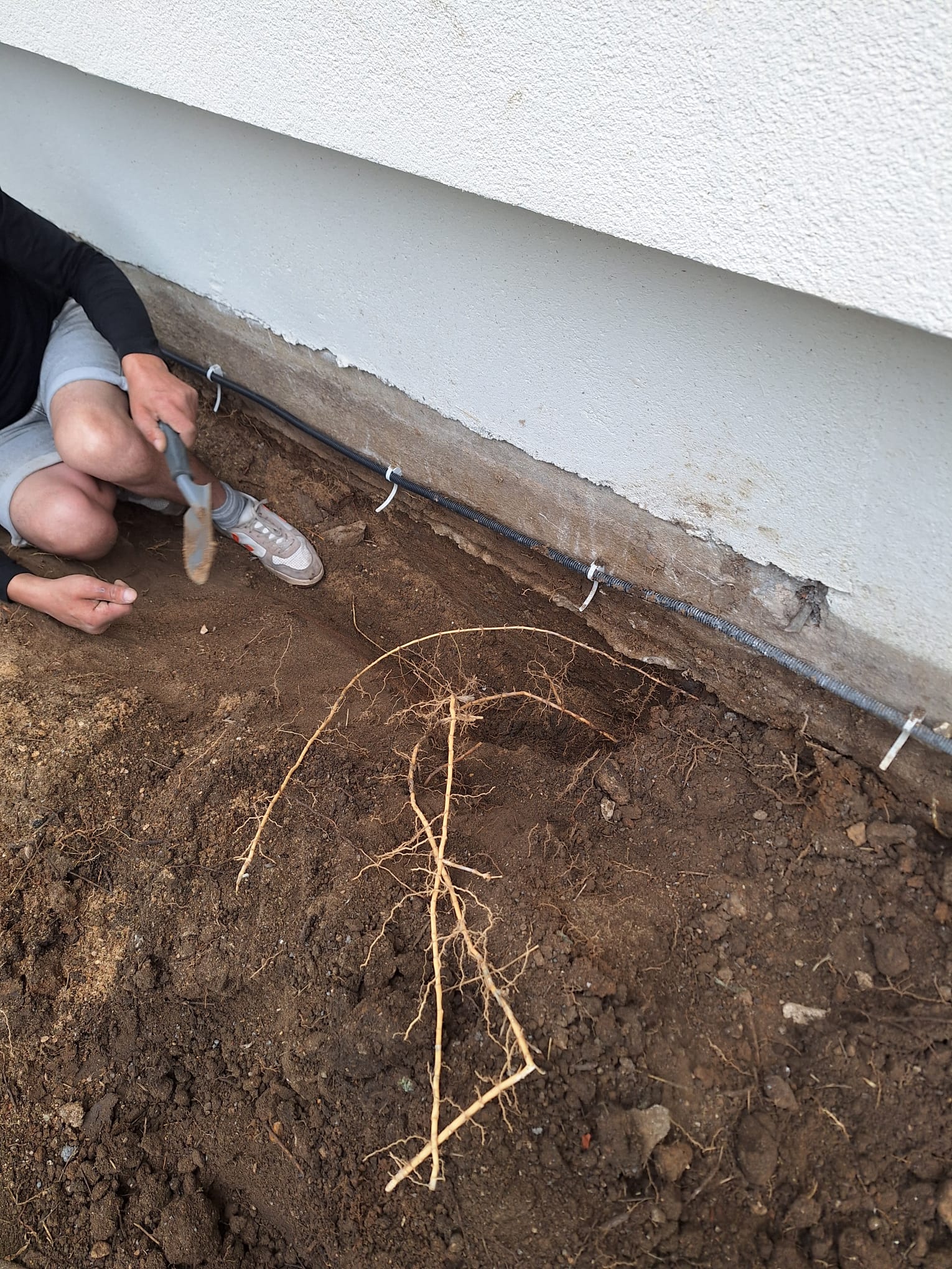 Dessouchage du bambou : extraction mécanique de la souche et des rhizomes