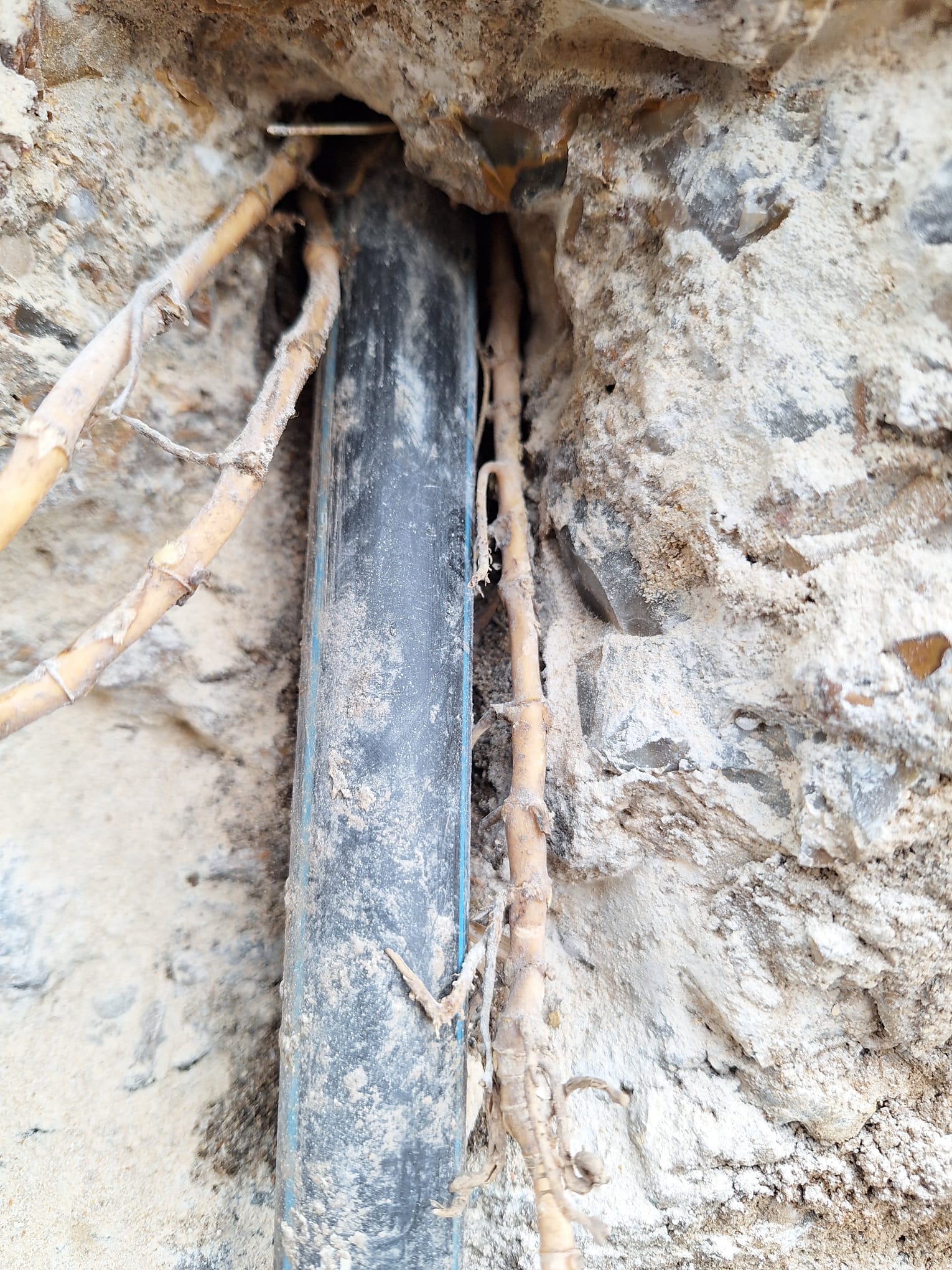 Déracinage du bambou : extraction des rhizomes