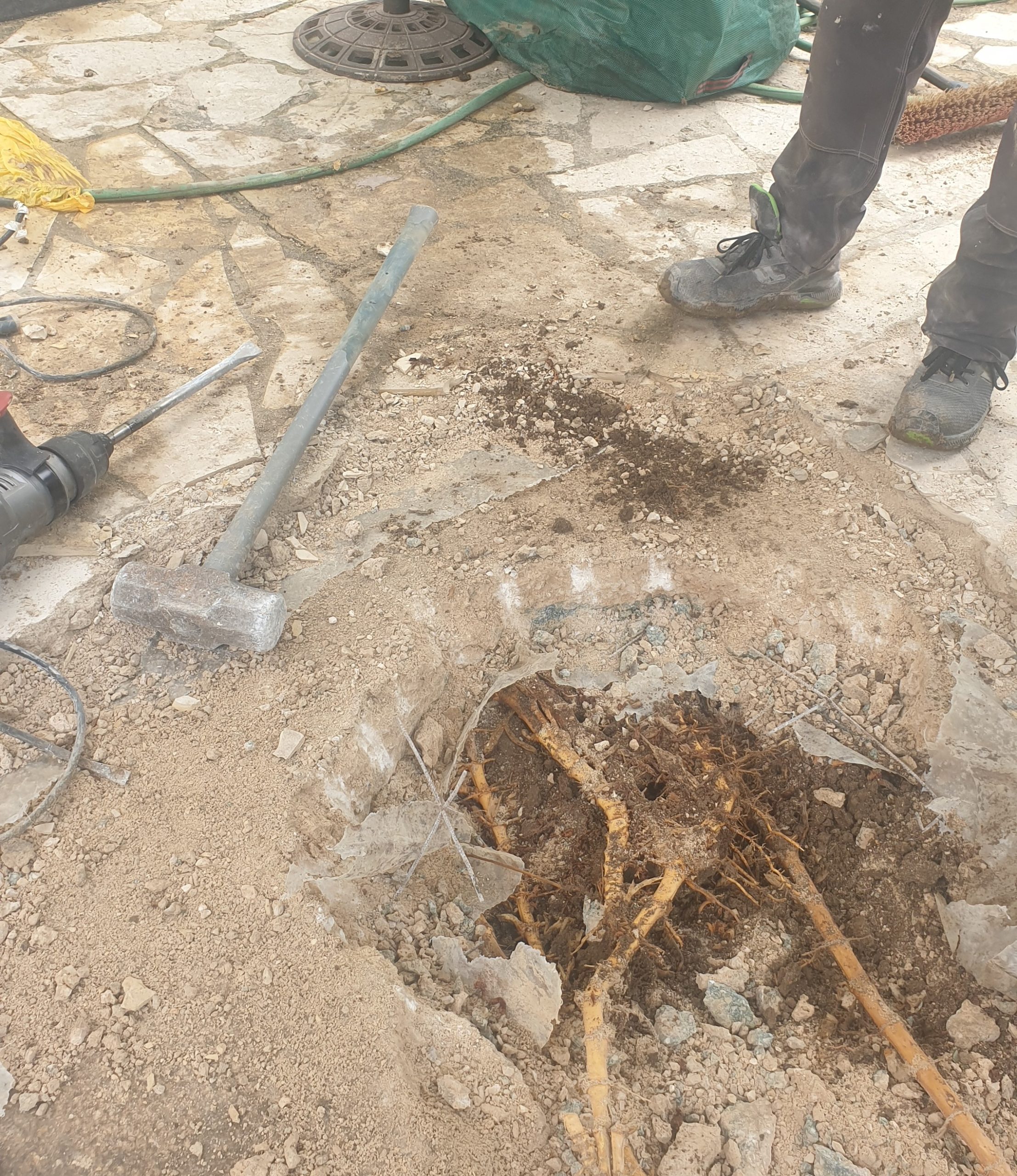 Ouverture de la dalle à Marseille : rhizomes de bambou sous la terrasse