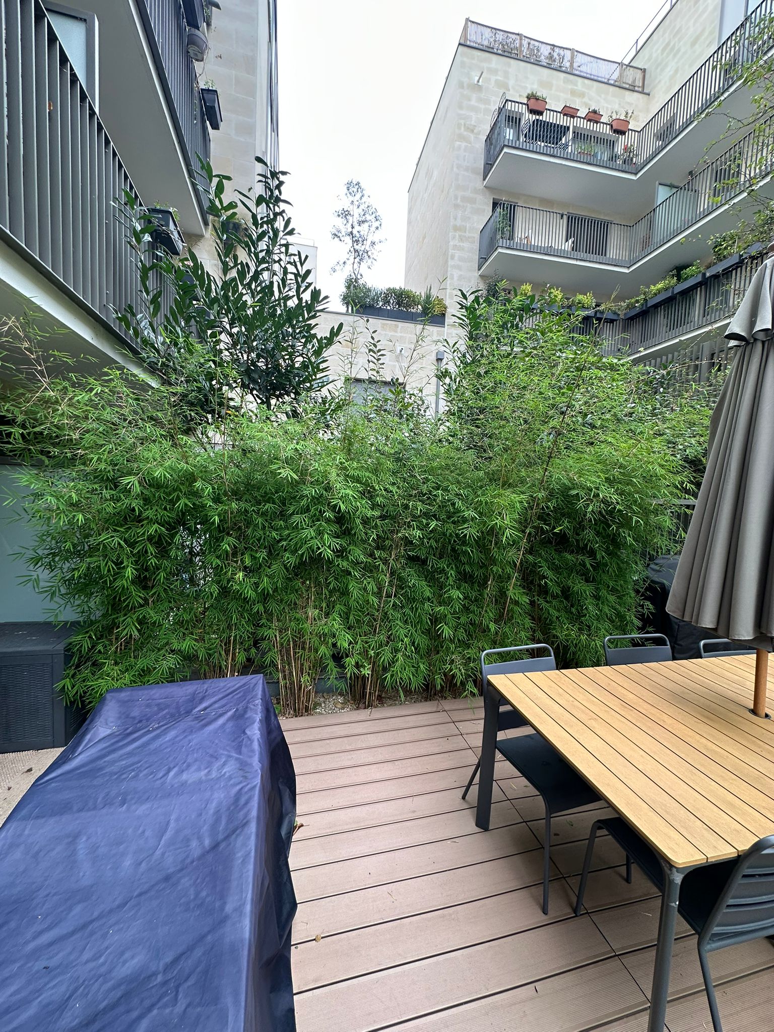 Bambou planté trop près d’une terrasse bois : configuration à risque, Clichy (92110).