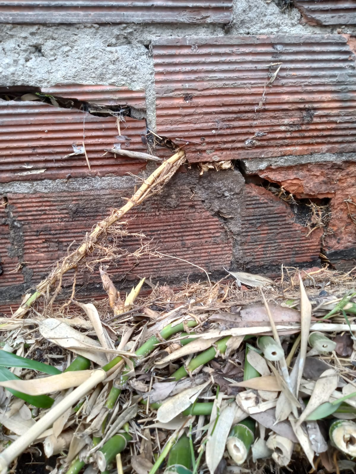 Bambou envahissant : rhizomes visibles dans les joints d’un mur mitoyen en parpaings à Saint-Ouen (93).
