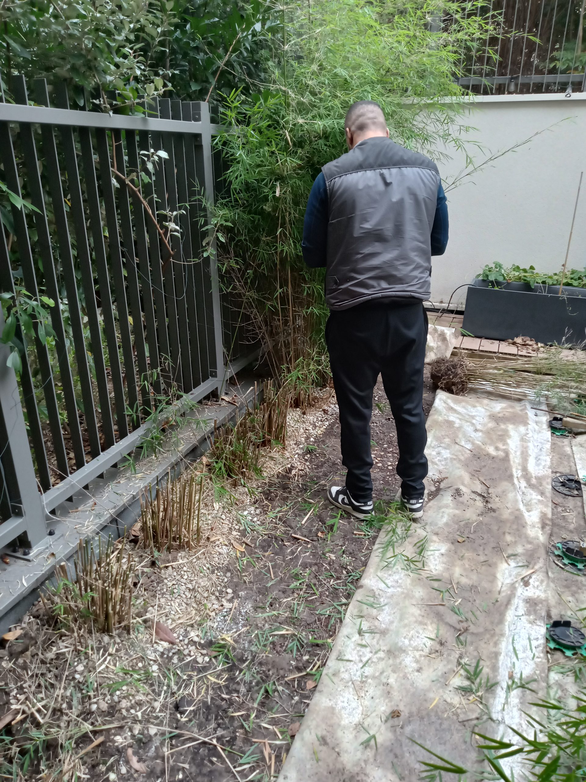Bambou au ras d’une terrasse bois et contre une clôture mitoyenne à Clichy (92110), avant intervention.