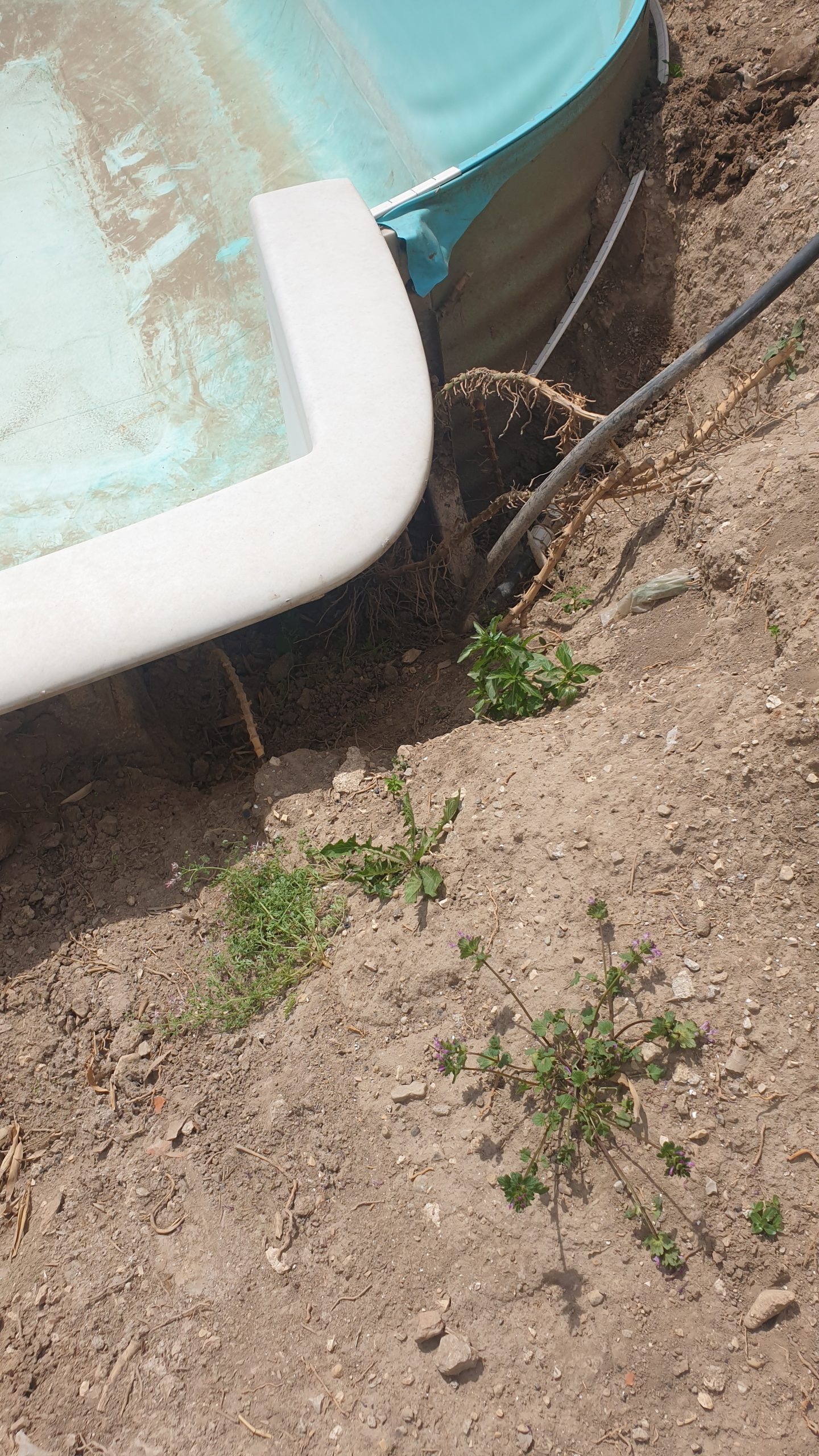Rhizomes de bambou visibles aux abords d’une piscine à Marseille (cas réel).
