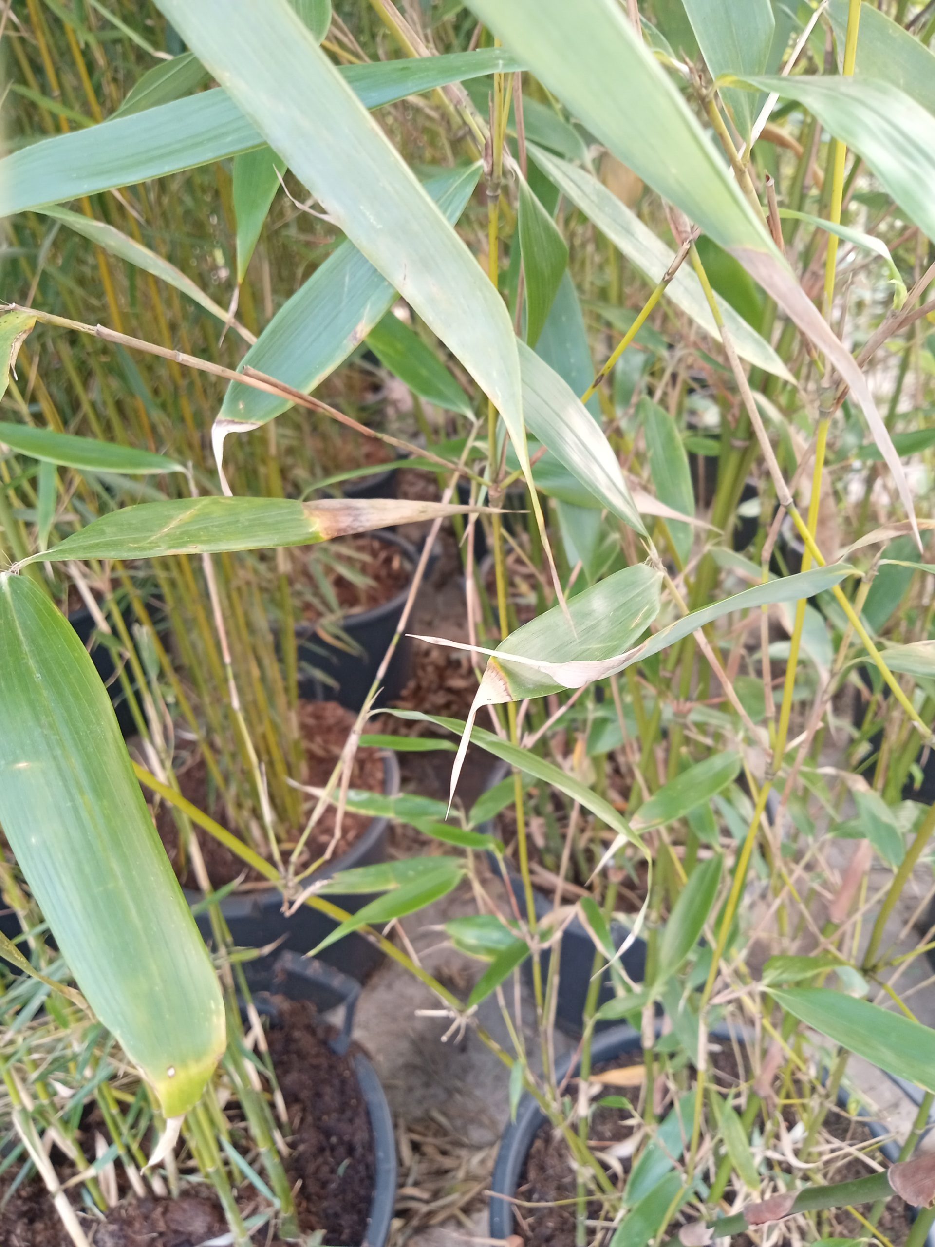 Fargesia robusta ‘Wolong’ : feuillage dense et chaumes en détail