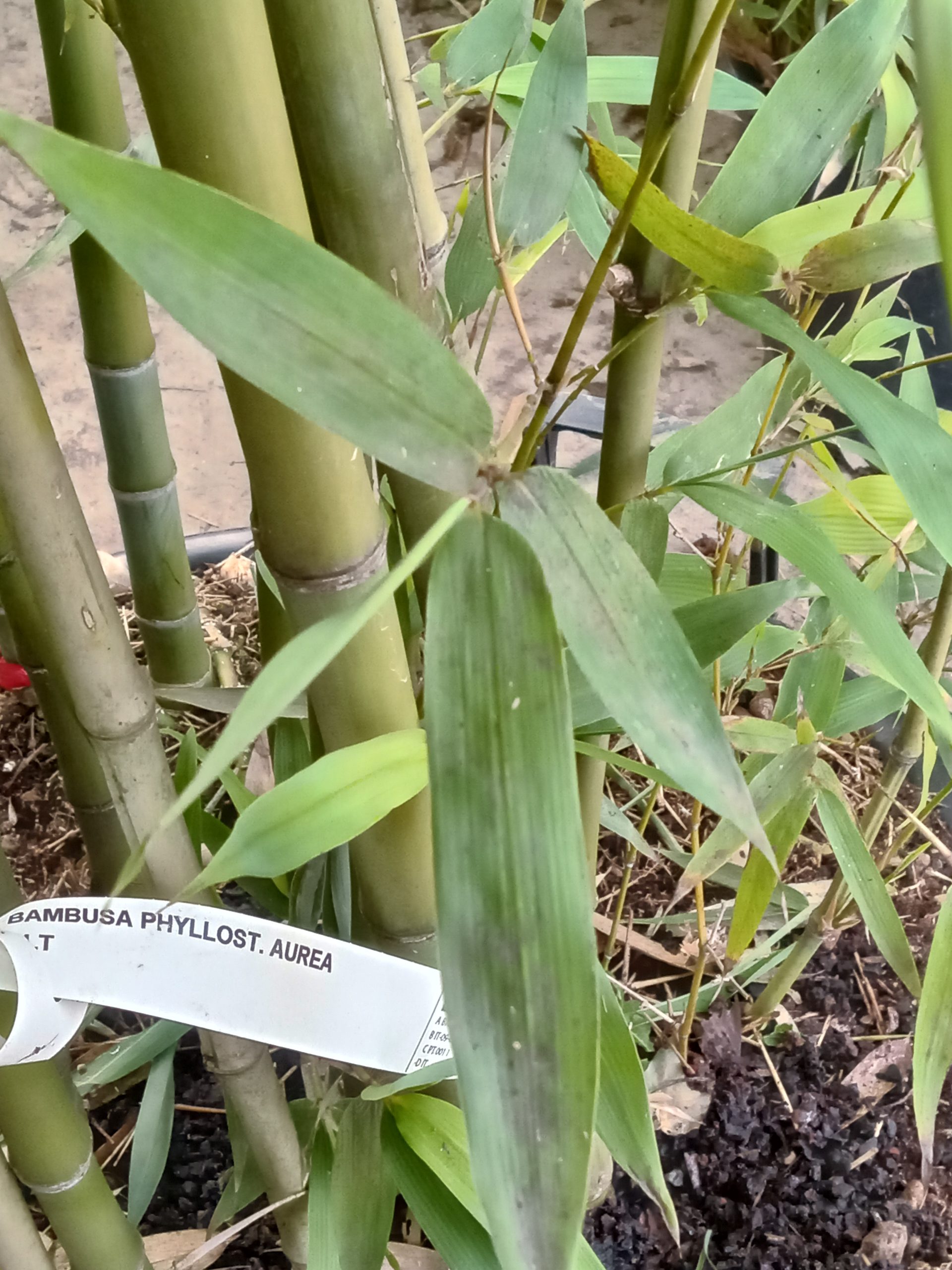 Phyllostachys aurea : chaume vert-jaune pouvant devenir doré au soleil