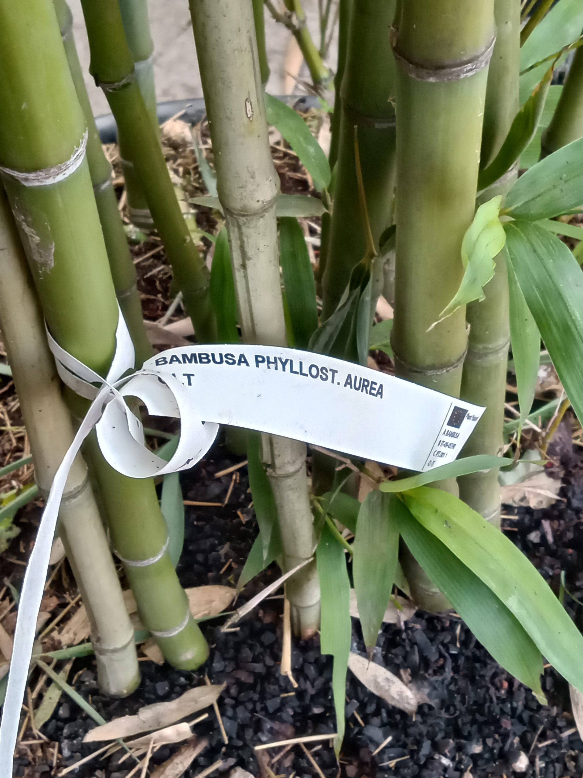 Phyllostachys aurea : pieds du bambou et base au sol