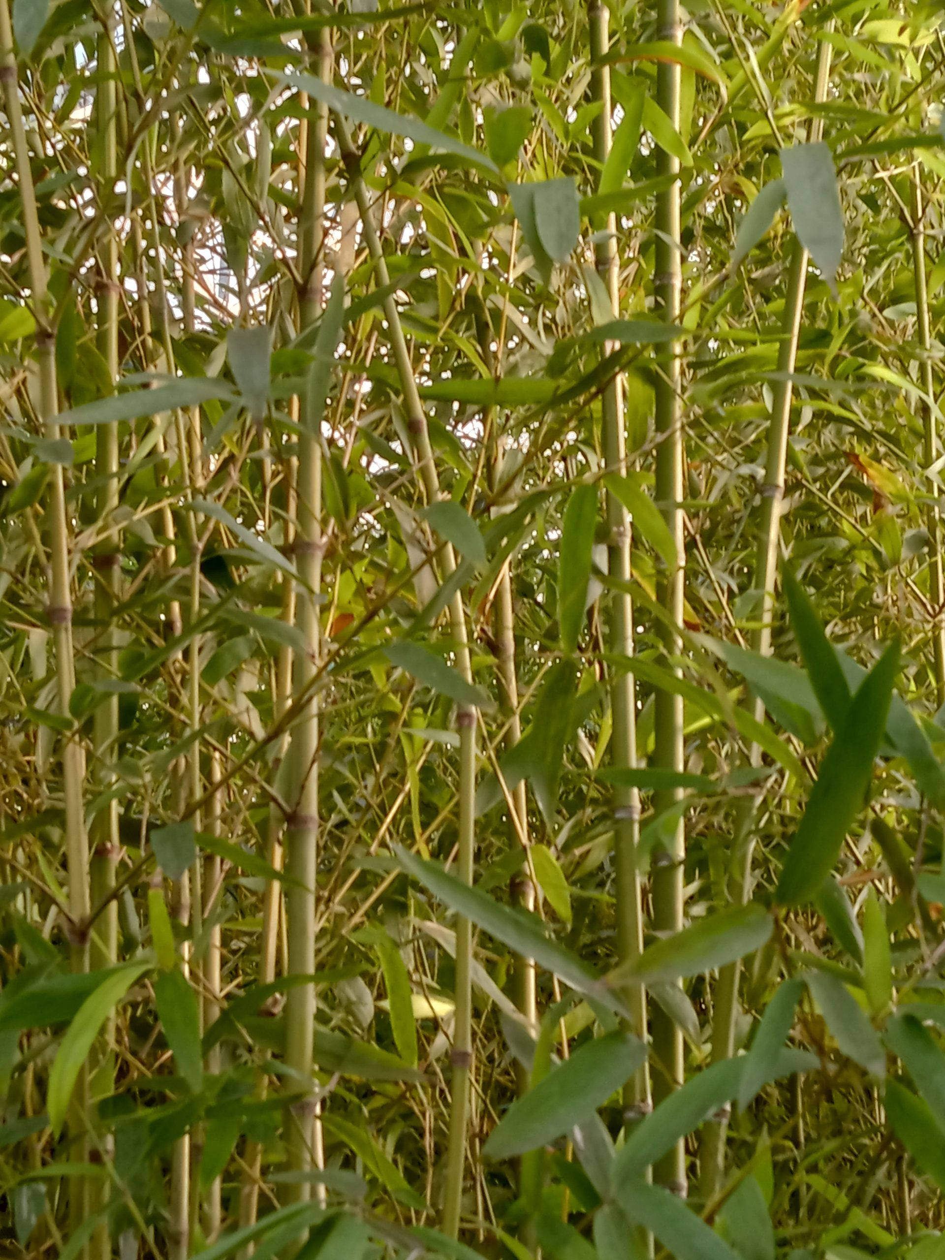 Phyllostachys aurea : vue d’ensemble du port et de la hauteur du bambou