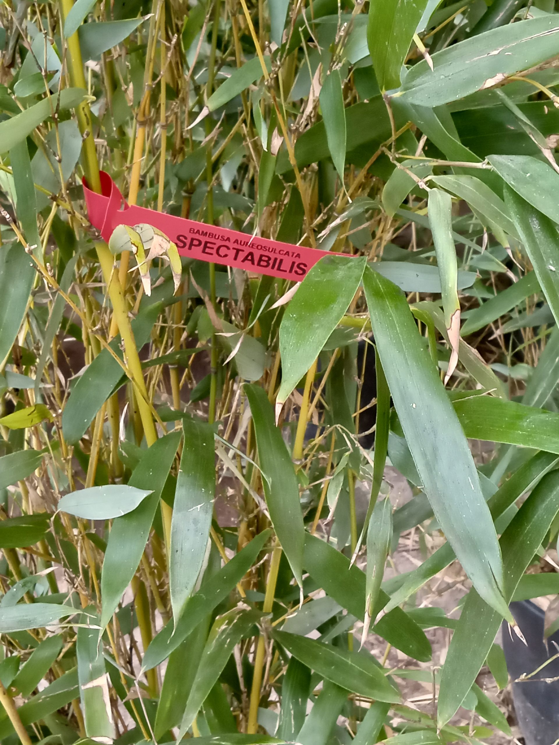 Phyllostachys aureosulcata : chaume jaune avec cannelure (gorge) verte, signature du yellow groove