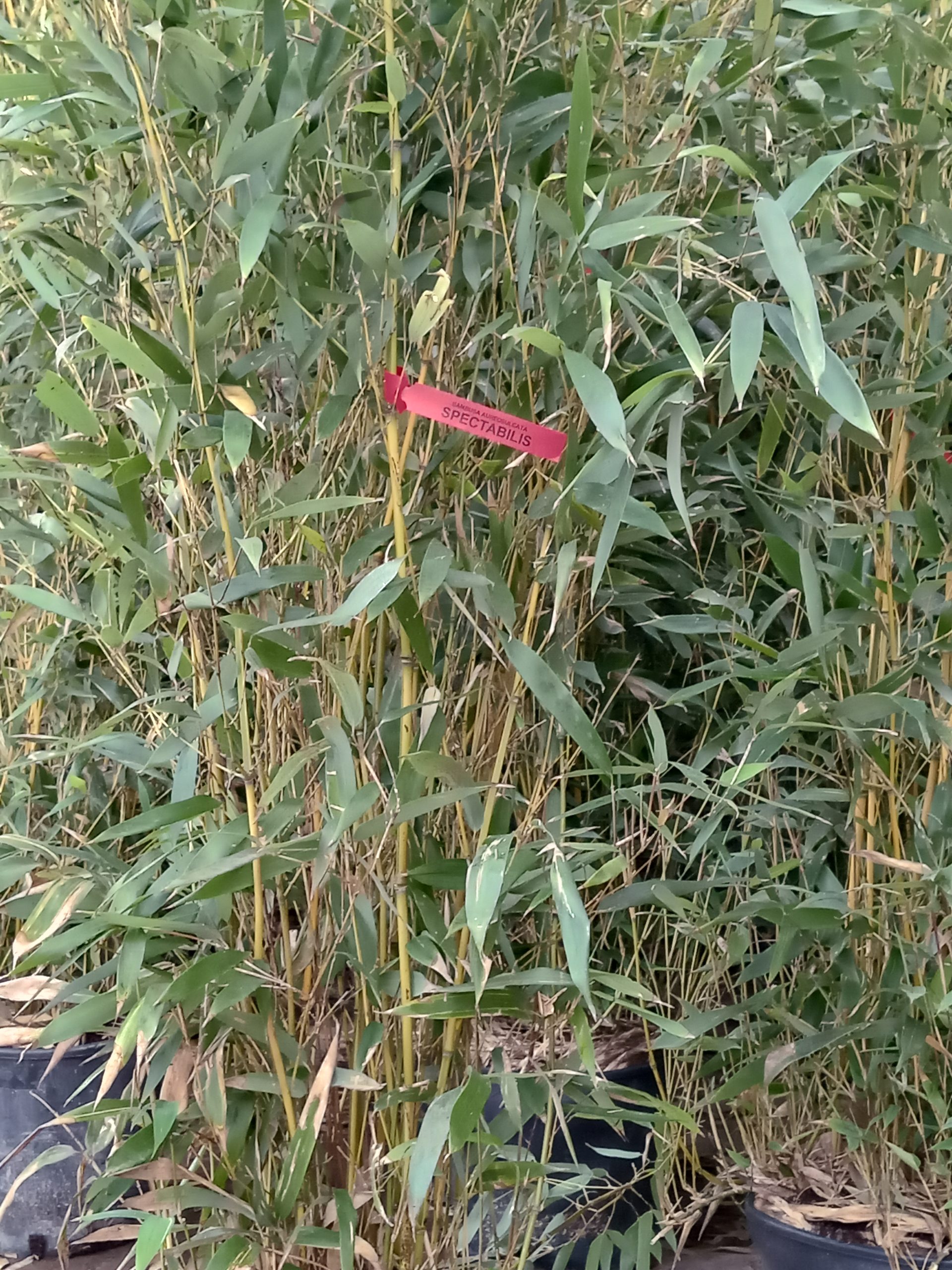 Phyllostachys aureosulcata : vue d’ensemble (port, densité, implantation du massif)