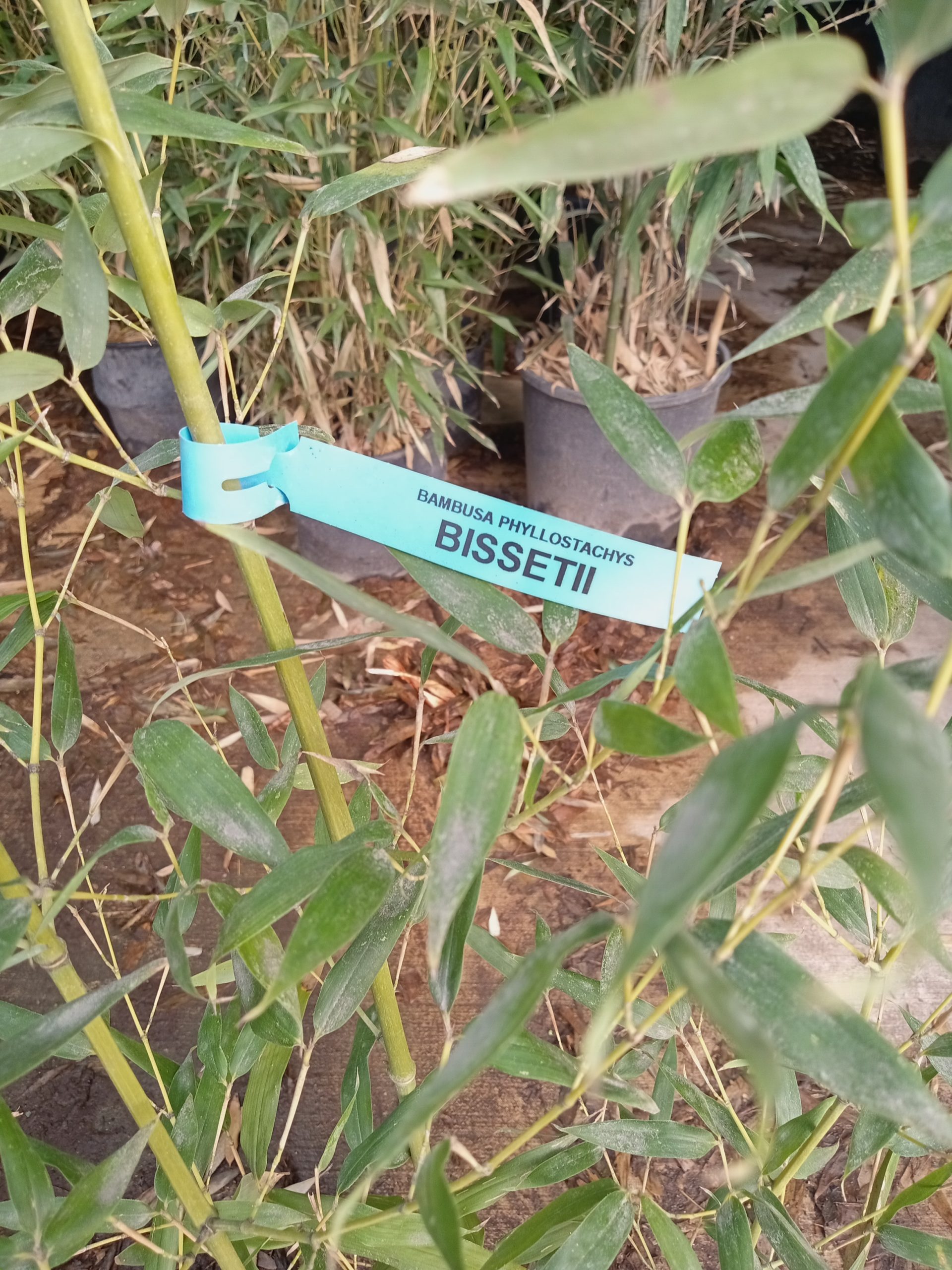 Phyllostachys bissetii : détail des chaumes verts et du feuillage dense