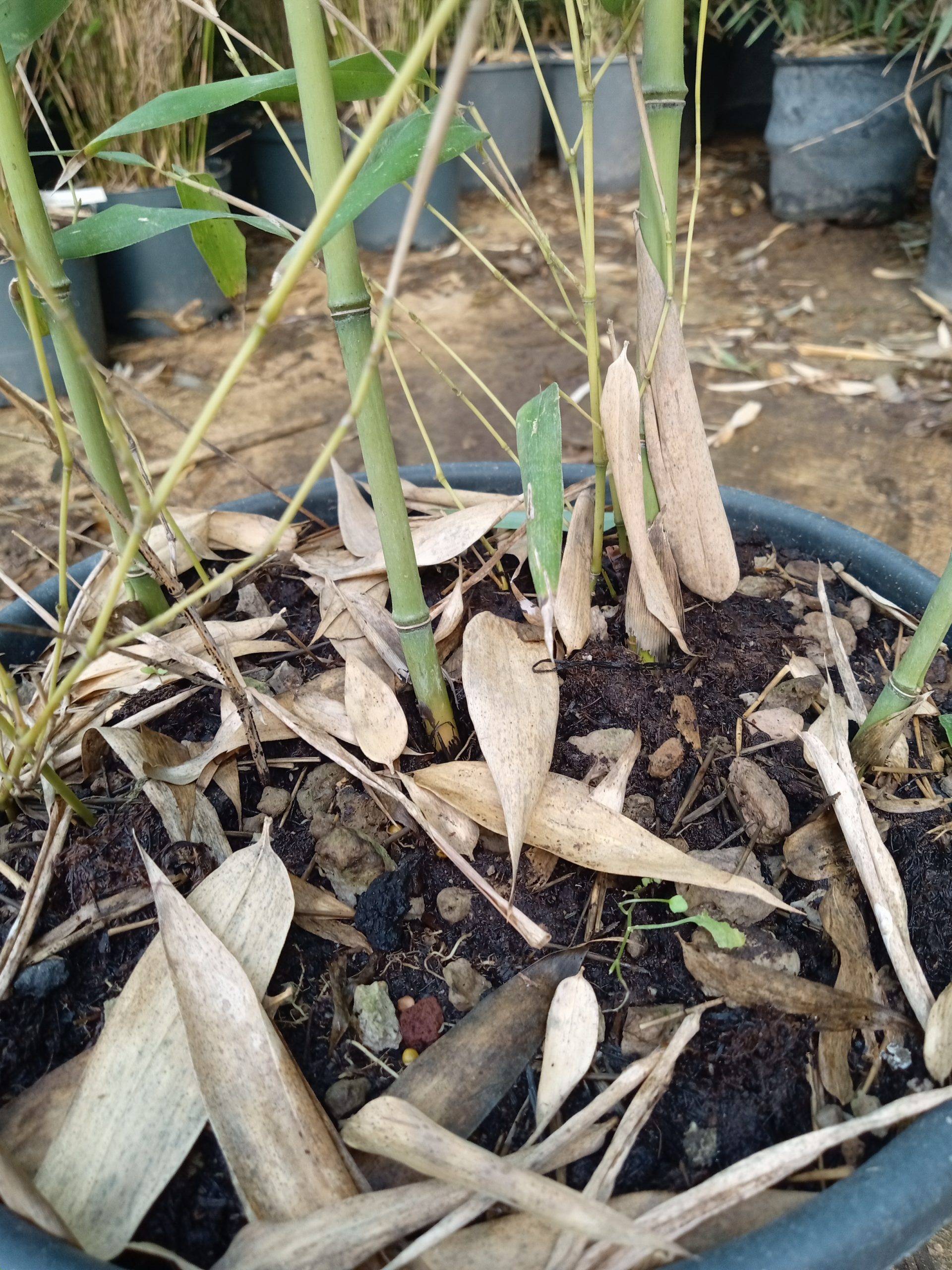 Phyllostachys bissetii : pieds du bambou et base au sol (rhizomes non visibles en surface)
