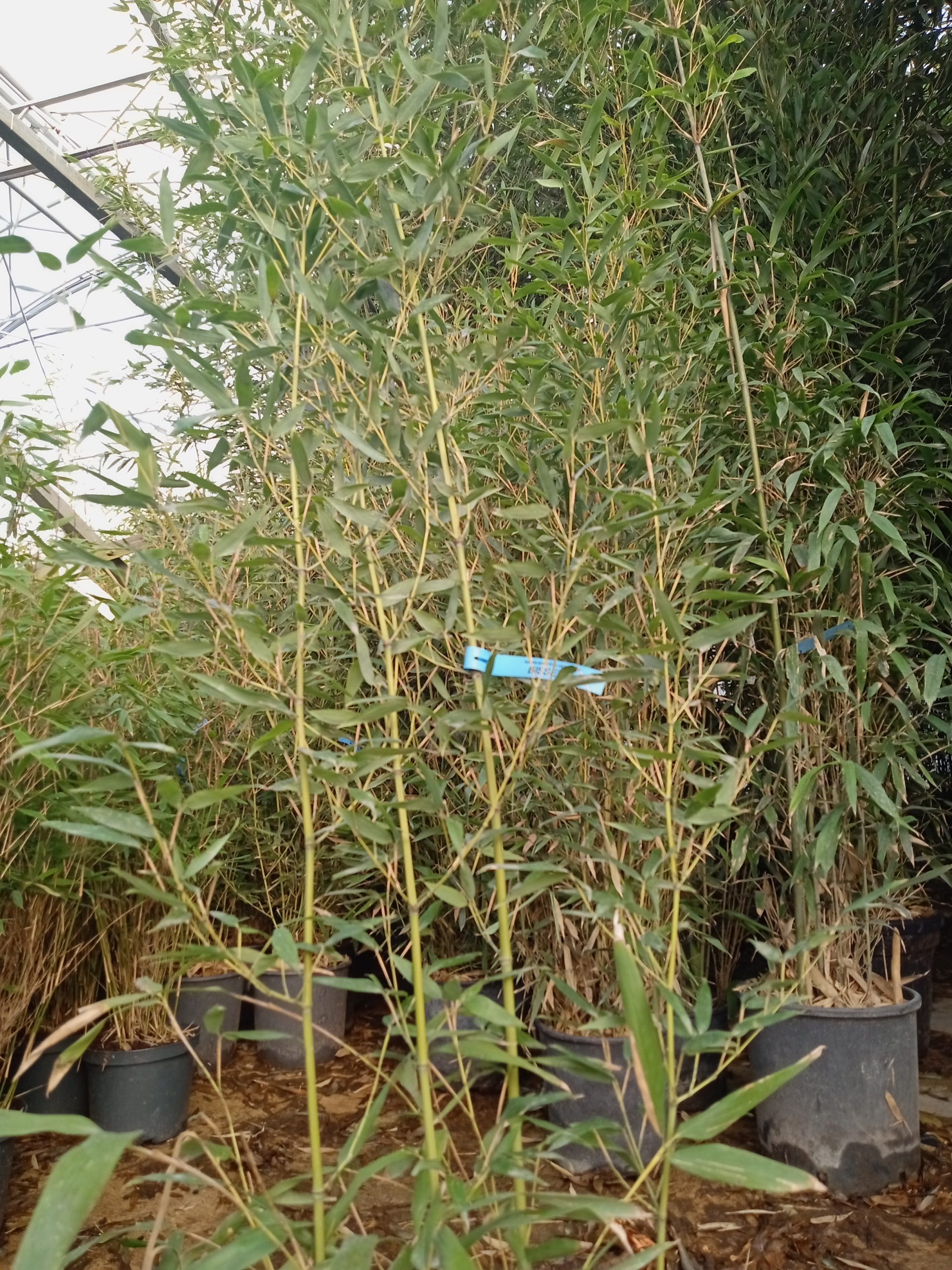 Phyllostachys bissetii : vue d’ensemble du port et de la densité du bambou vert traçant