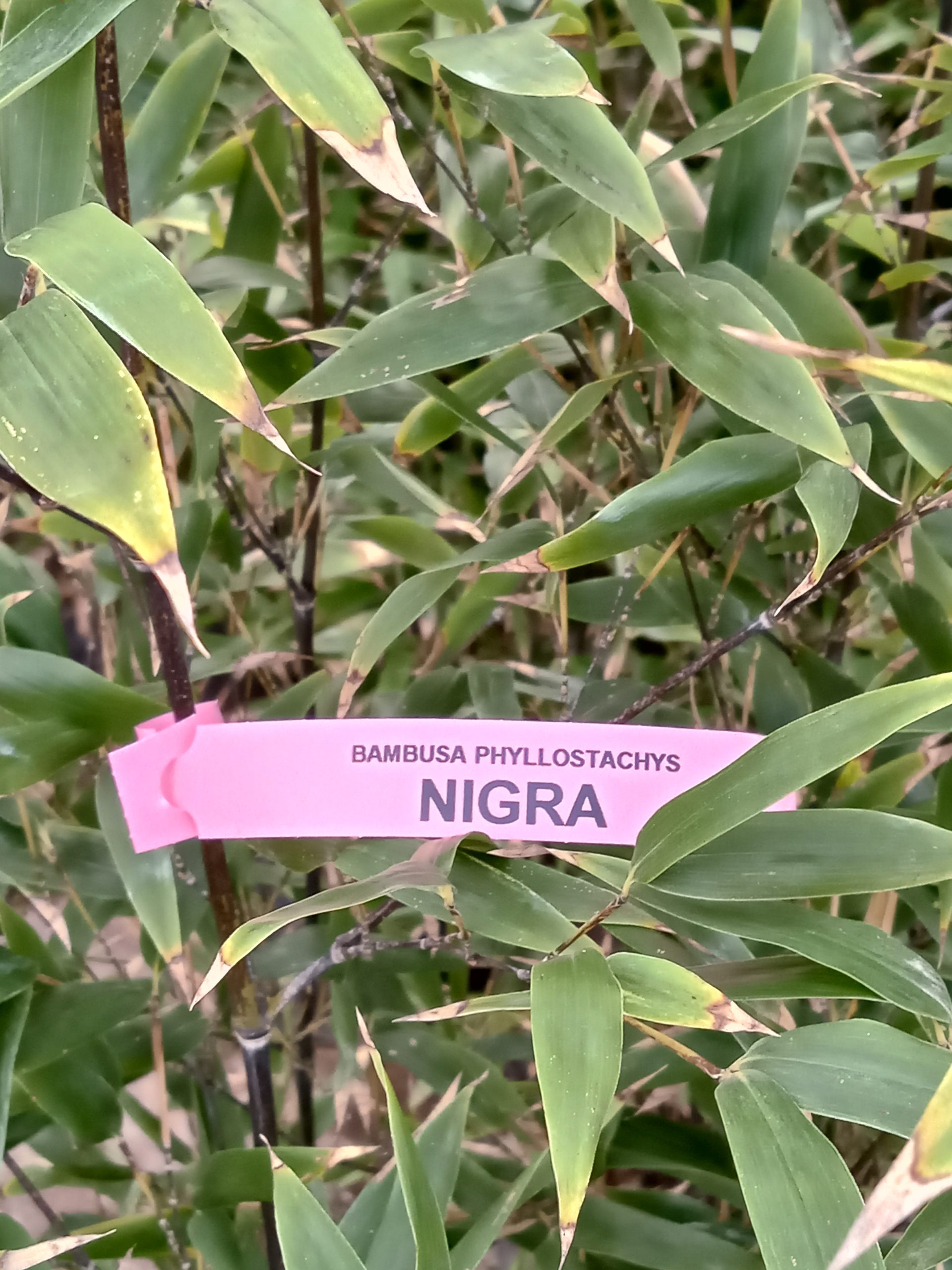 Phyllostachys nigra : chaume noir en détail (noircissement progressif)