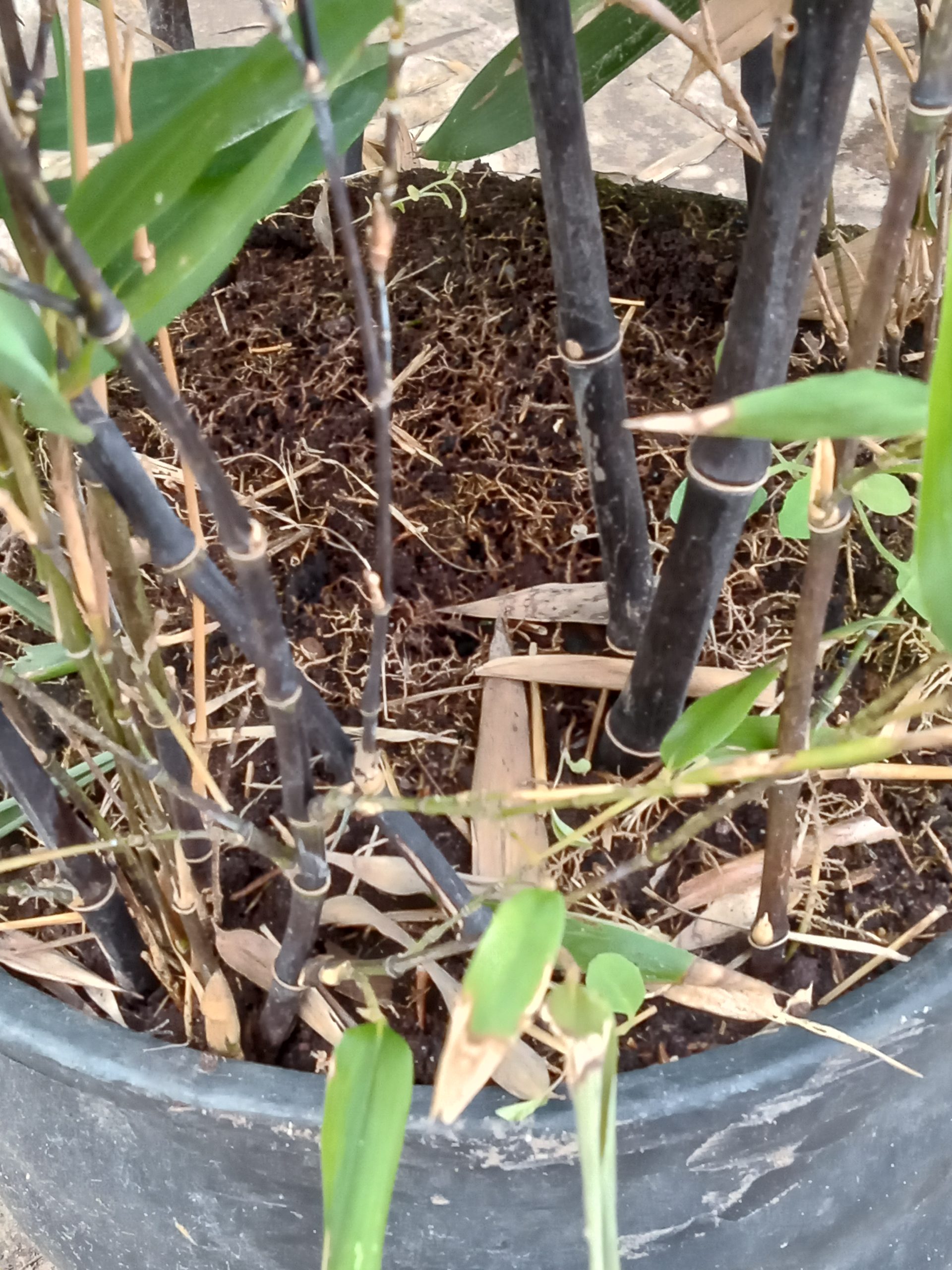 Phyllostachys nigra : pieds du bambou noir et base au sol