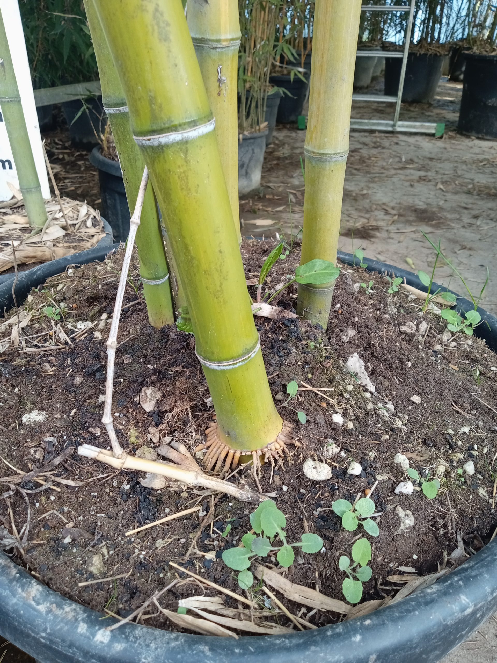 Pieds et rhizomes traçants de Phyllostachys vivax ‘Huangwenzhu’ (réseau souterrain visible)