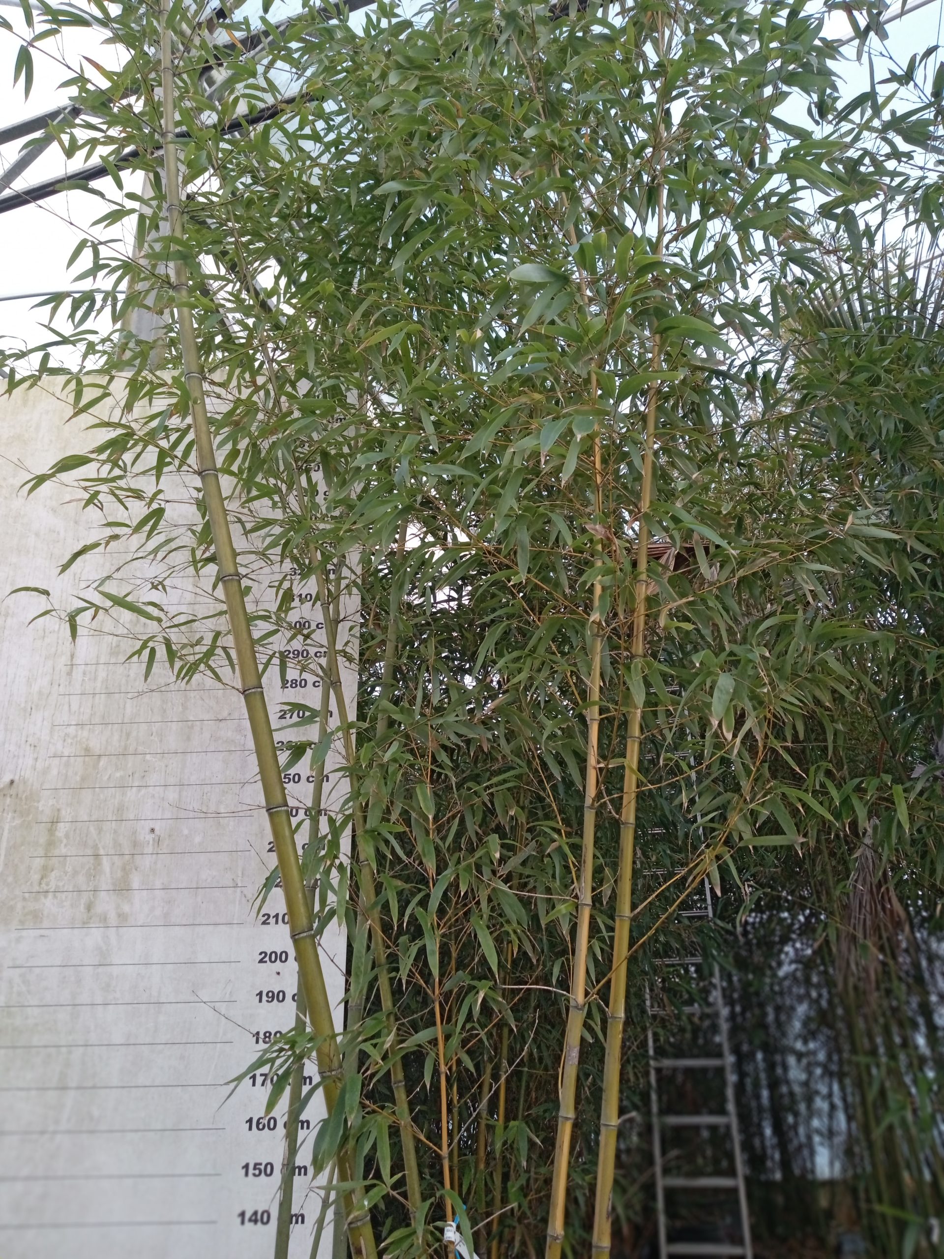 Phyllostachys vivax ‘Huangwenzhu’ : vue d’ensemble du massif (bambou vivax traçant)