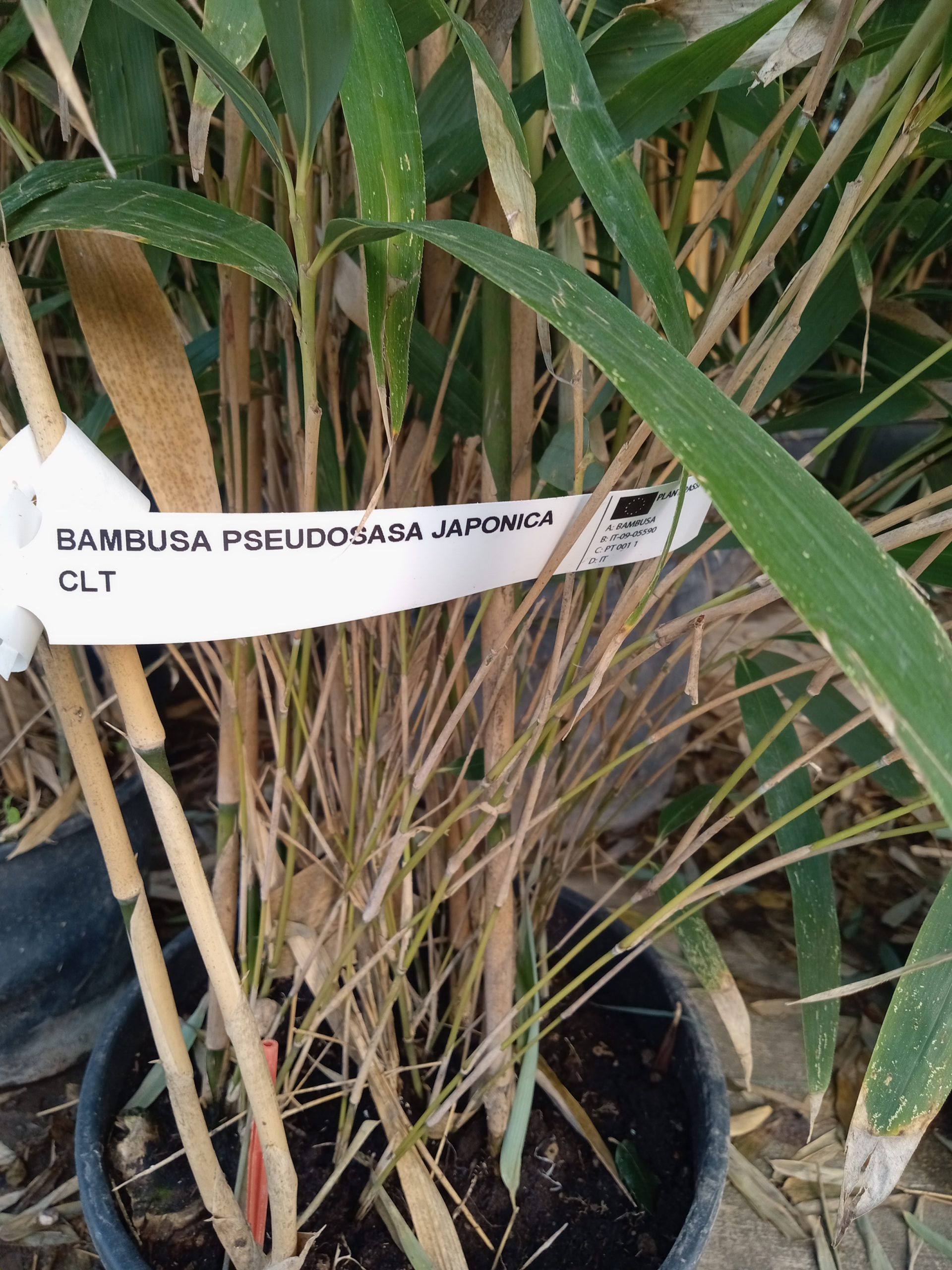 Pseudosasa japonica : détail du chaume et des feuilles très larges