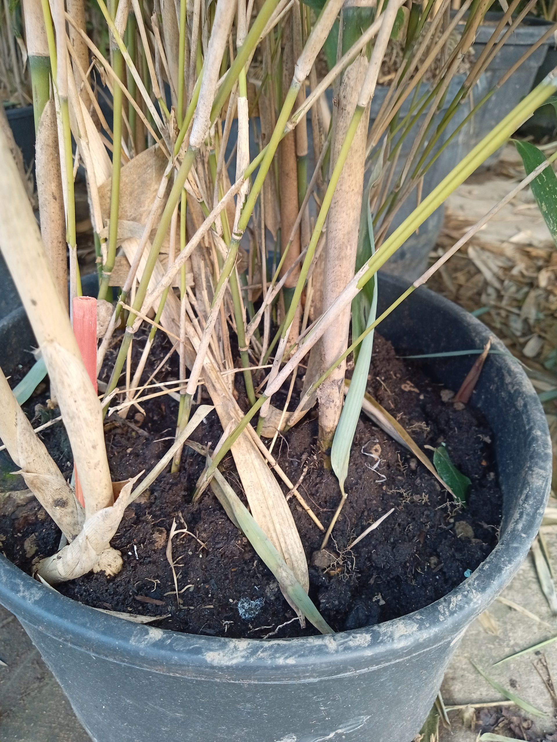 Pseudosasa japonica : pieds du bambou et rhizomes traçants visibles au sol
