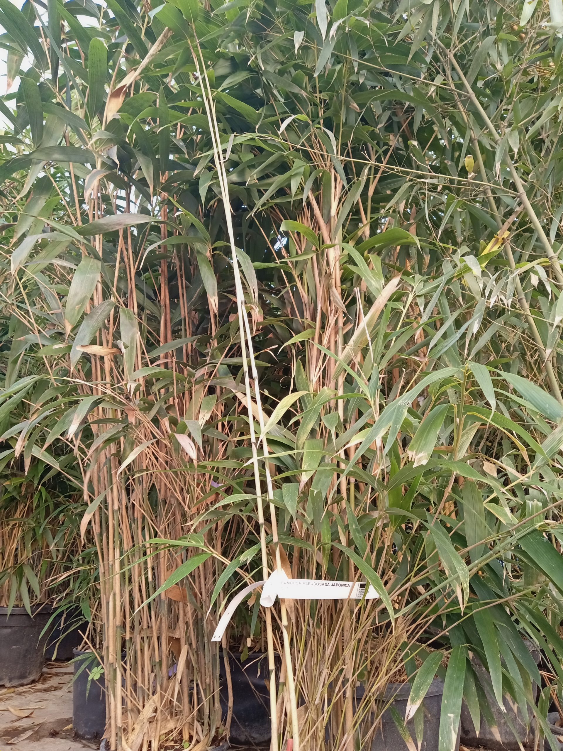 Pseudosasa japonica : vue d’ensemble du bambou flèche (brise-vue, feuillage large)