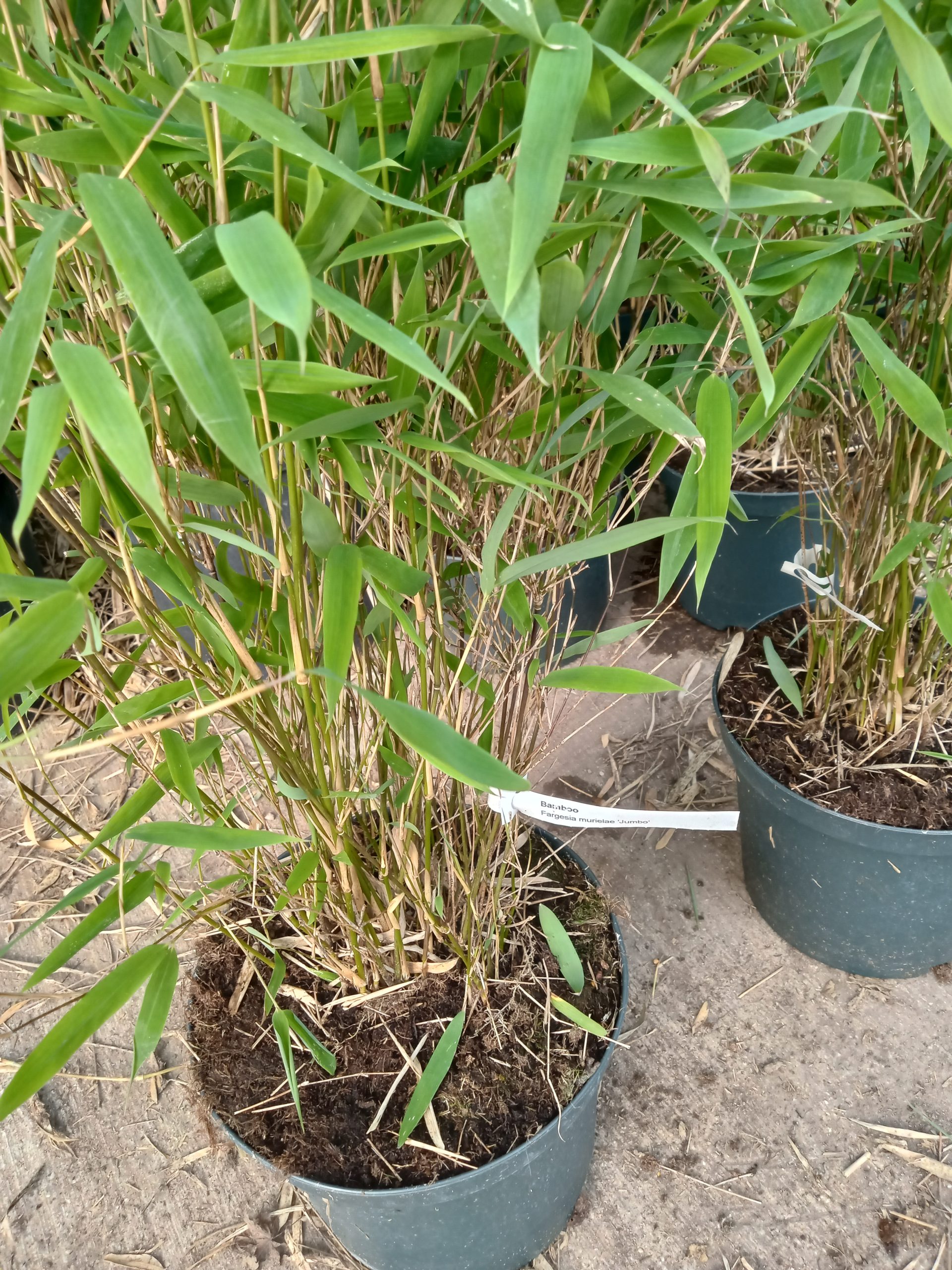 Fargesia murielae : détail des chaumes et du feuillage, cannes fines, feuillage dense et retombant