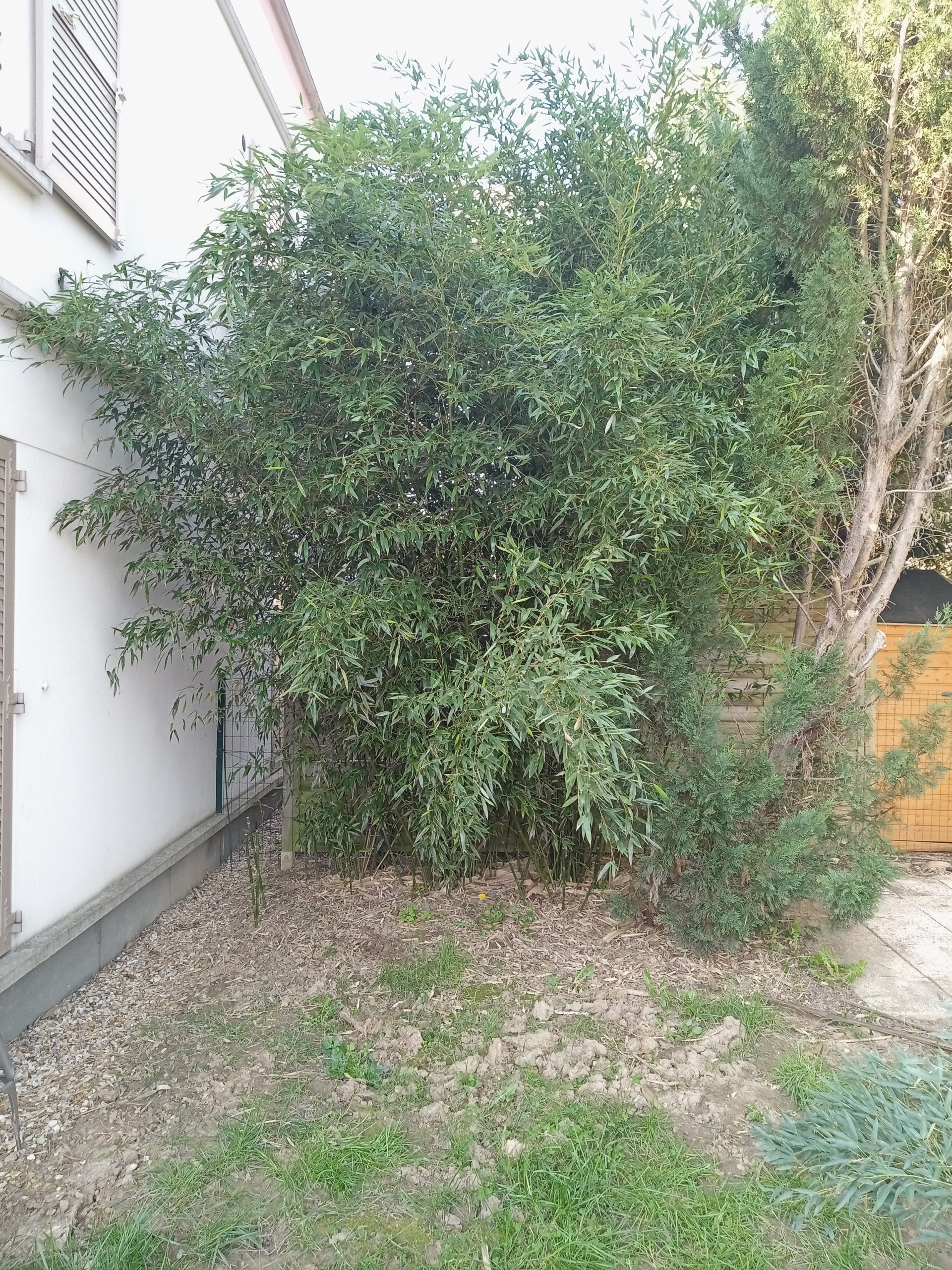 Massif de Phyllostachys aureosulcata avant intervention à Massy (91300), avec progression vers la clôture mitoyenne.