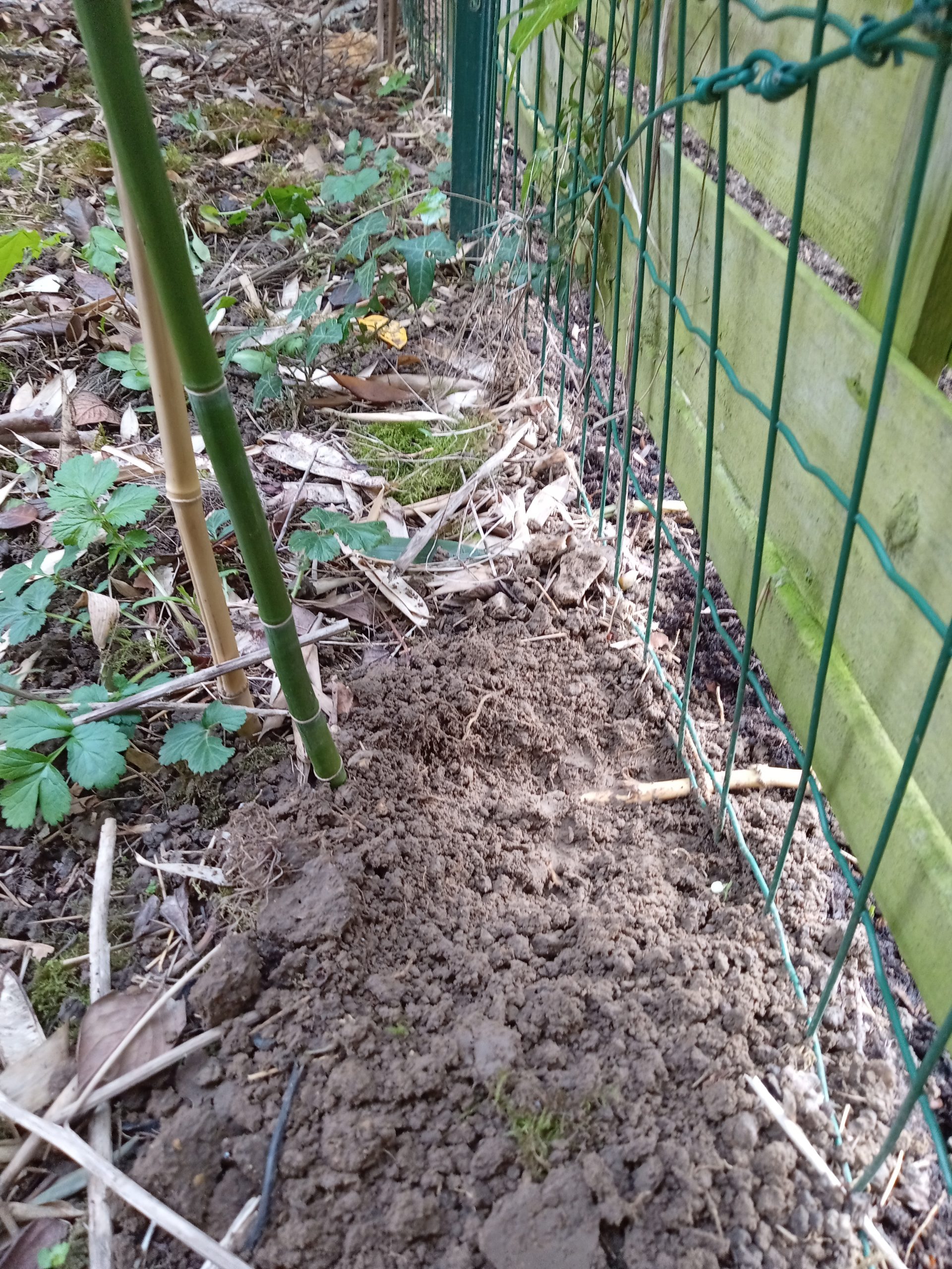 Rhizomes de bambou visibles sous une clôture en limite de propriété