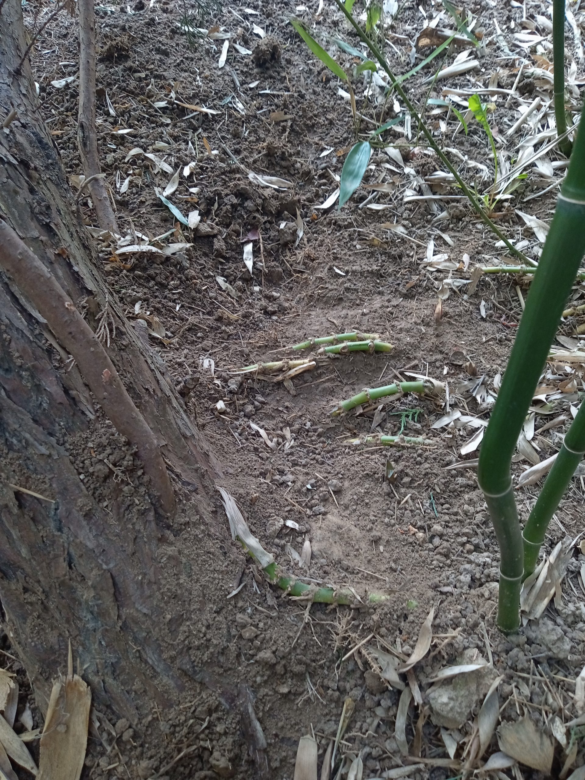 Rhizomes de Phyllostachys aureosulcata entremêlés aux racines d’un arbre sur le chantier de Massy.