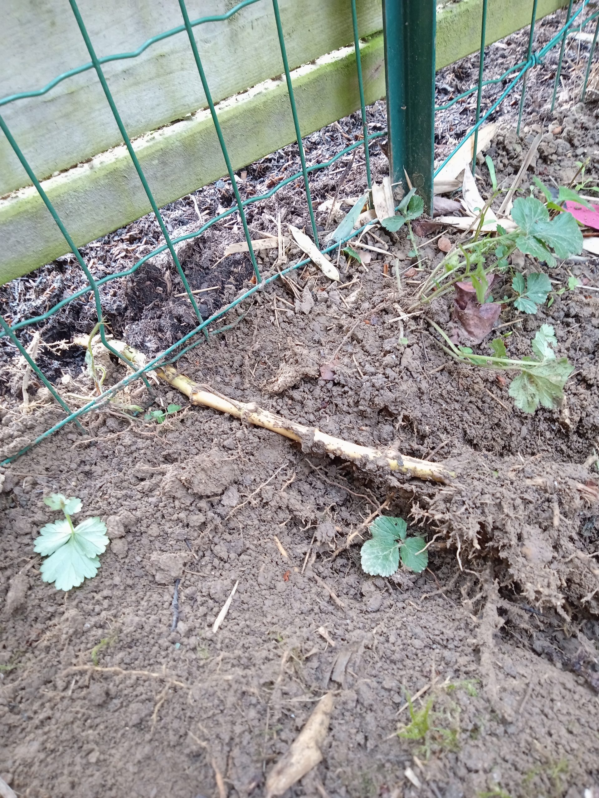 Tranchée ouverte au pied de clôture pour extraire les rhizomes de bambou