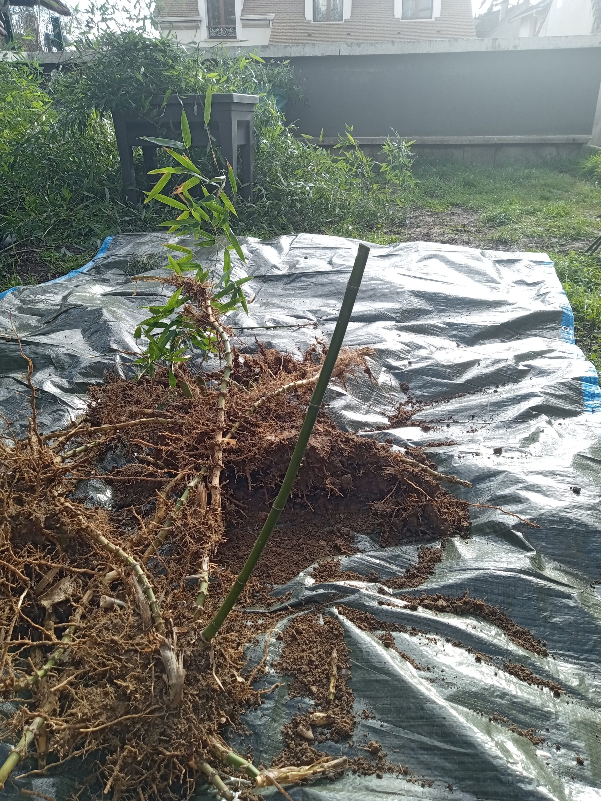 Déchets de bambou triés : cannes séparées des rhizomes et de la terre, prêts à l’évacuation.