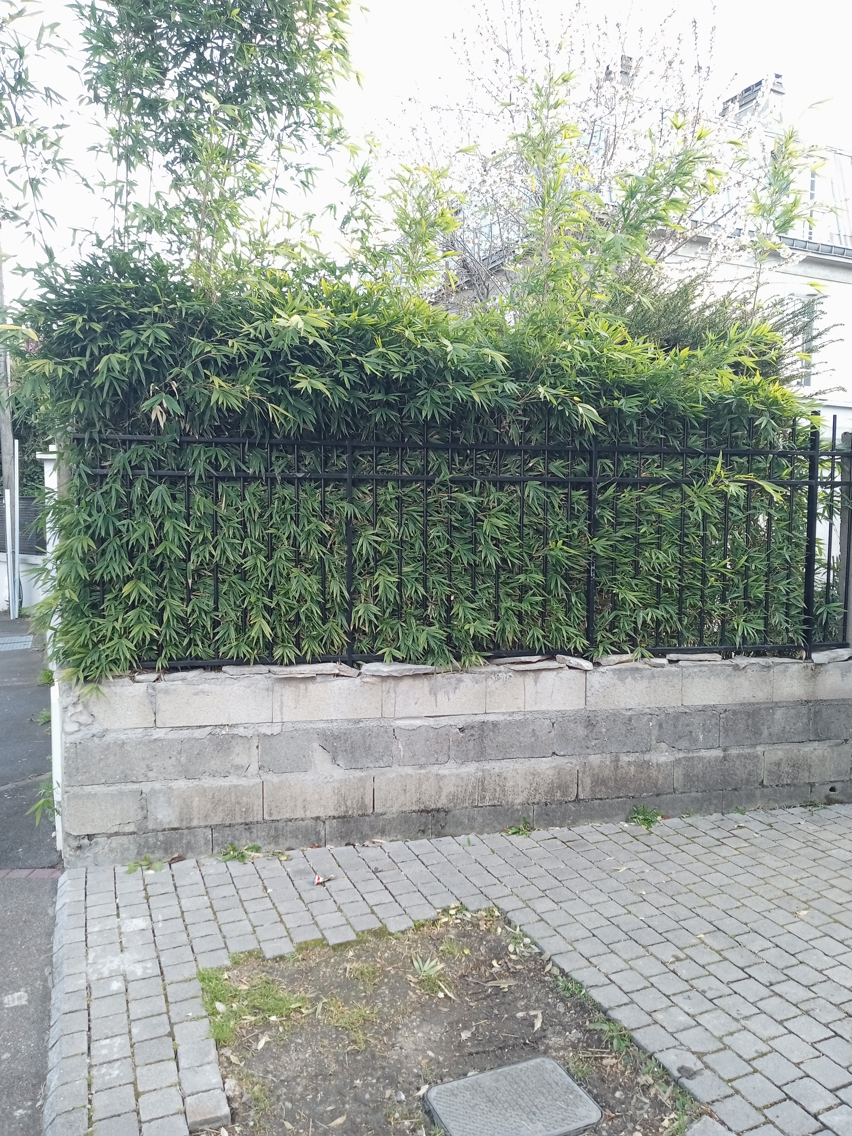 Bambou traçant visible depuis la rue derrière le mur de clôture d’une maison avant intervention.