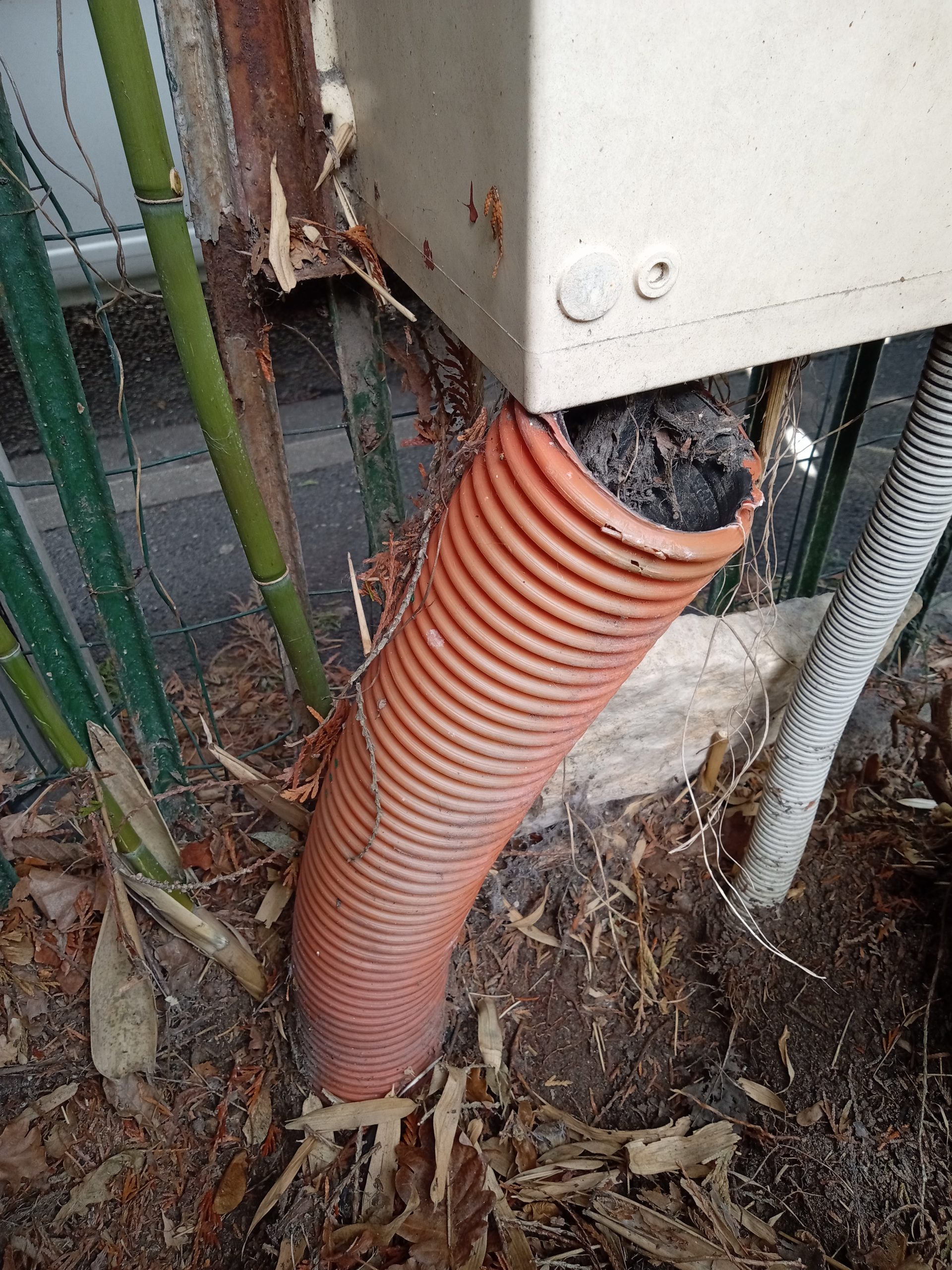 Bambous traçants entremêlés aux câbles électriques dans un jardin avant intervention d’éradication.