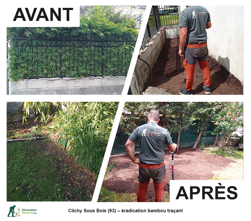 Avant après éradication de bambou traçant à Clichy-sous-Bois dans le jardin d’une maison