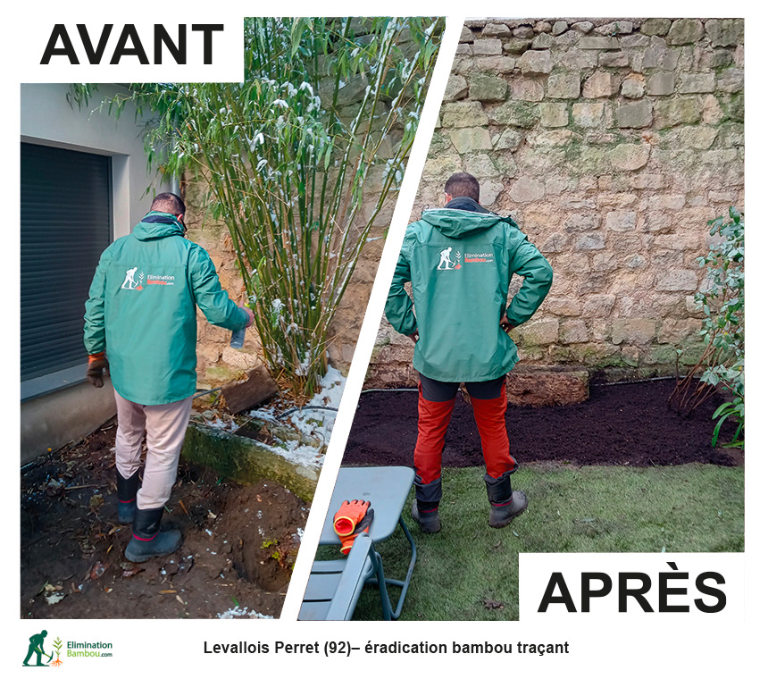 Avant après éradication de bambou traçant à Levallois-Perret avec extraction de rhizomes dans un jardin