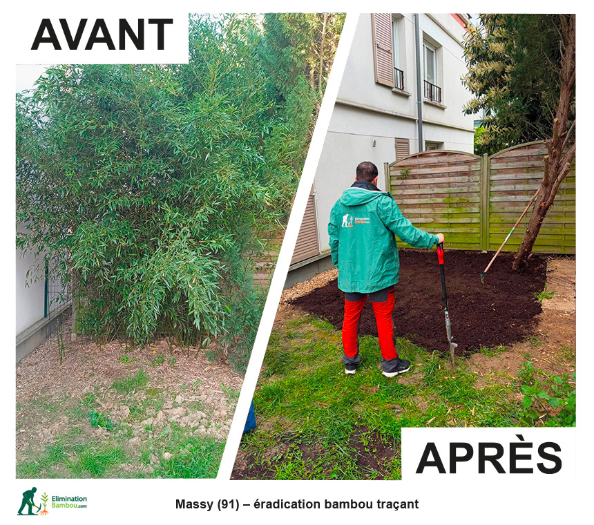 Avant après éradication de bambou traçant à Massy avec propagation vers le jardin voisin