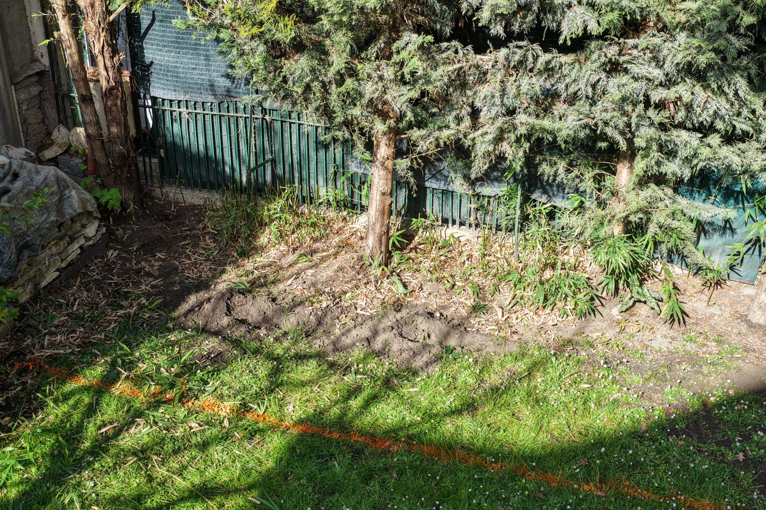 Vue d’ensemble du jardin à Clichy-sous-Bois avec bambou traçant présent en limite, au pied des arbres et proche du mur de clôture.