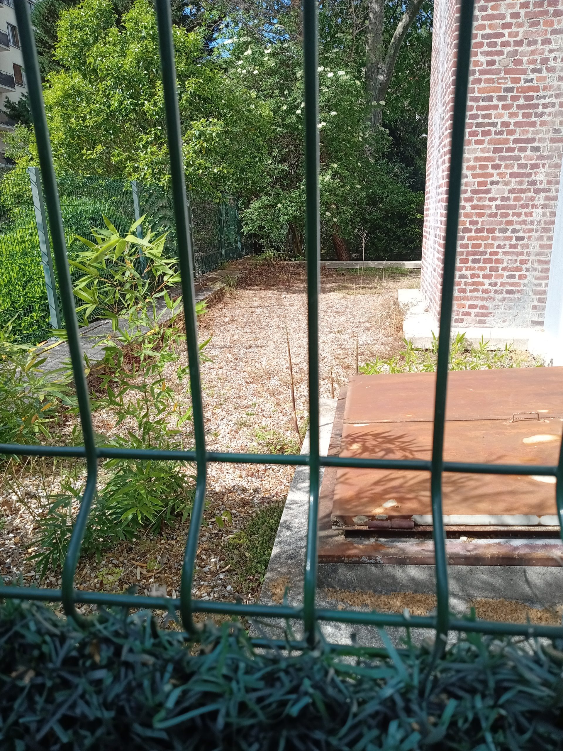 Avant intervention, zone extérieure colonisée par du bambou envahissant en copropriété à Boulogne-Billancourt 92100.