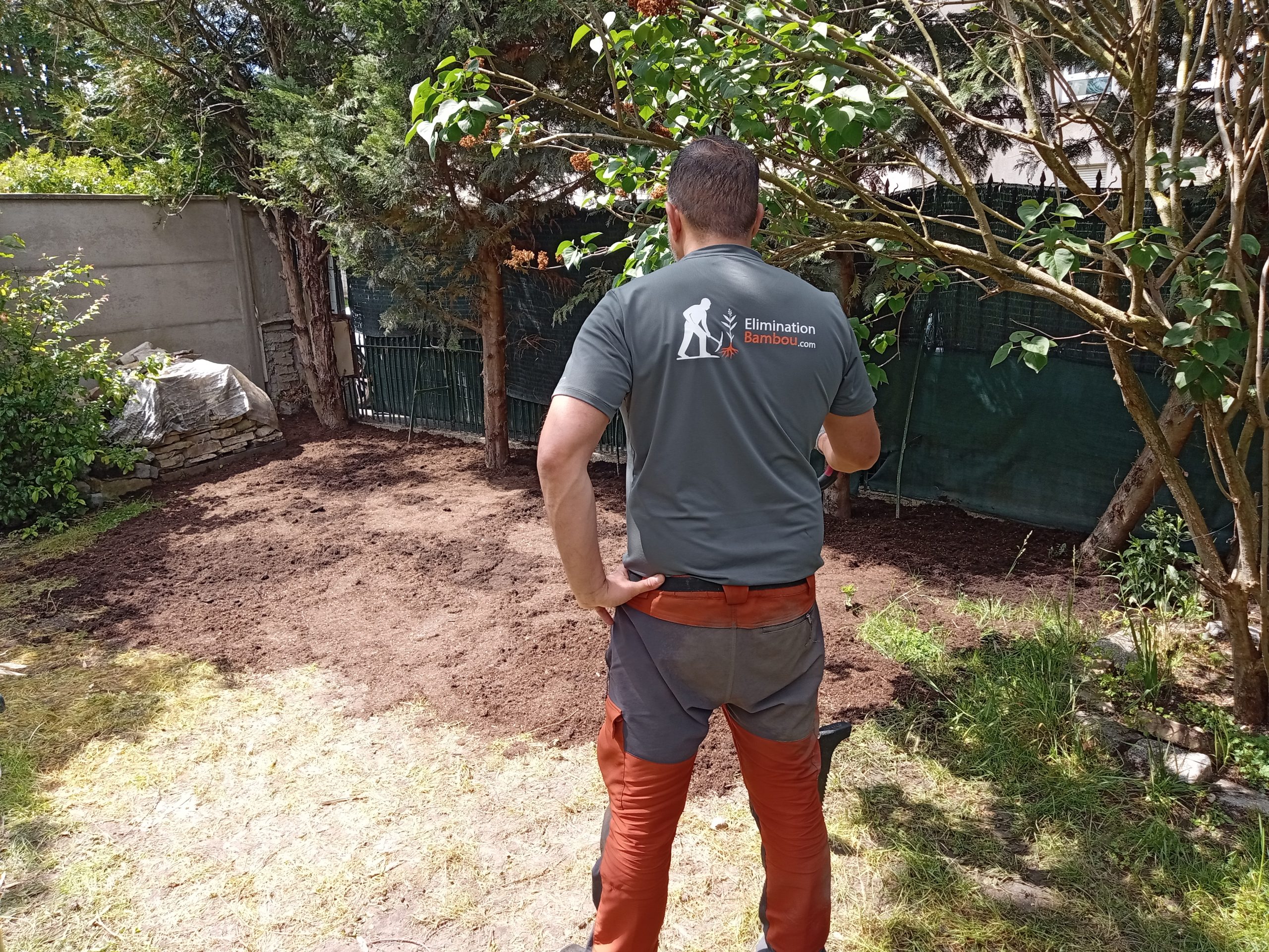Bambous dans un jardin illustrant les conditions de saison pour planifier l’arrachage des rhizomes