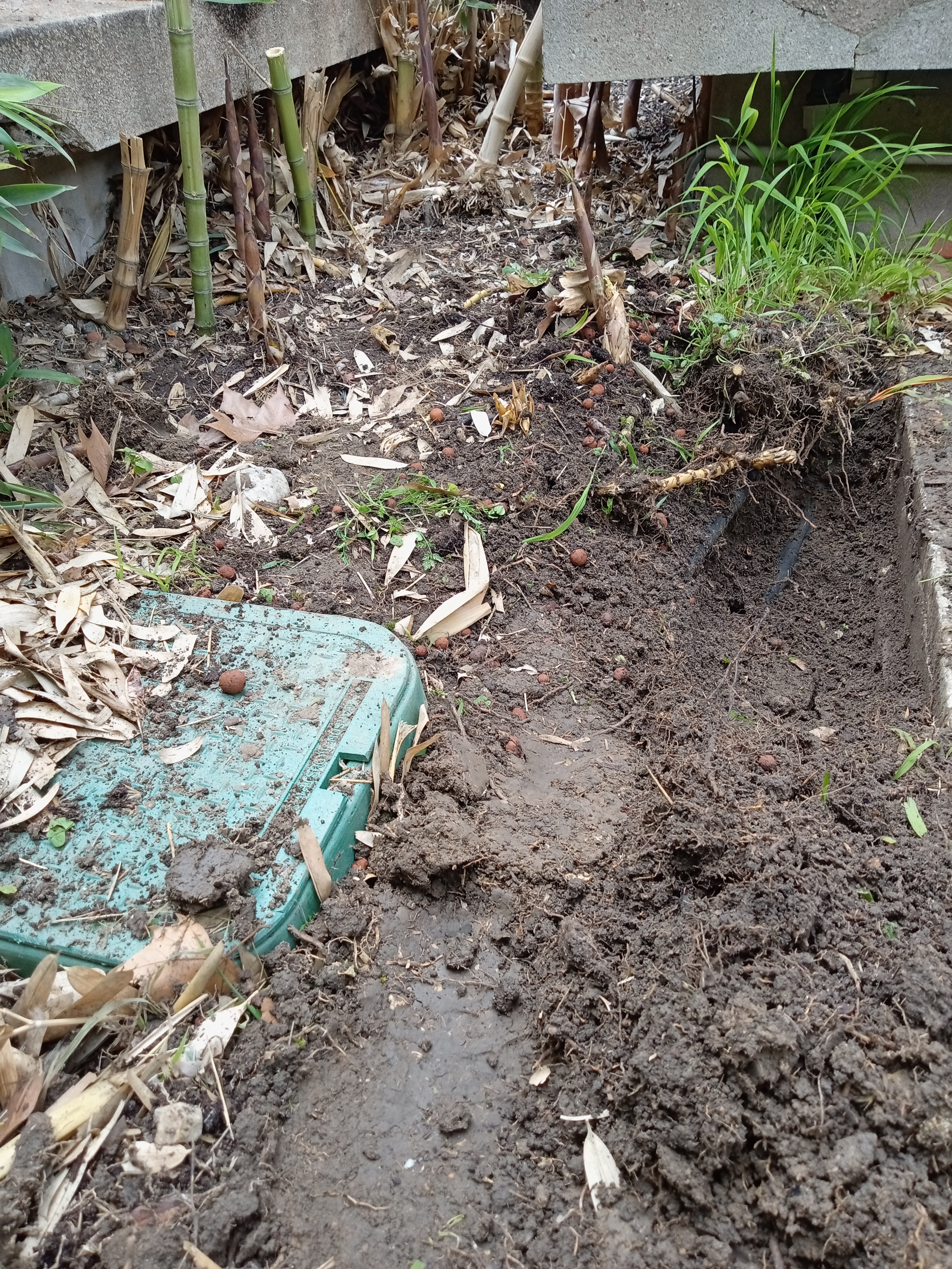 Début du décaissement pour extraire les rhizomes de bambou traçant dans une zone extérieure en copropriété à Boulogne-Billancourt 92100.