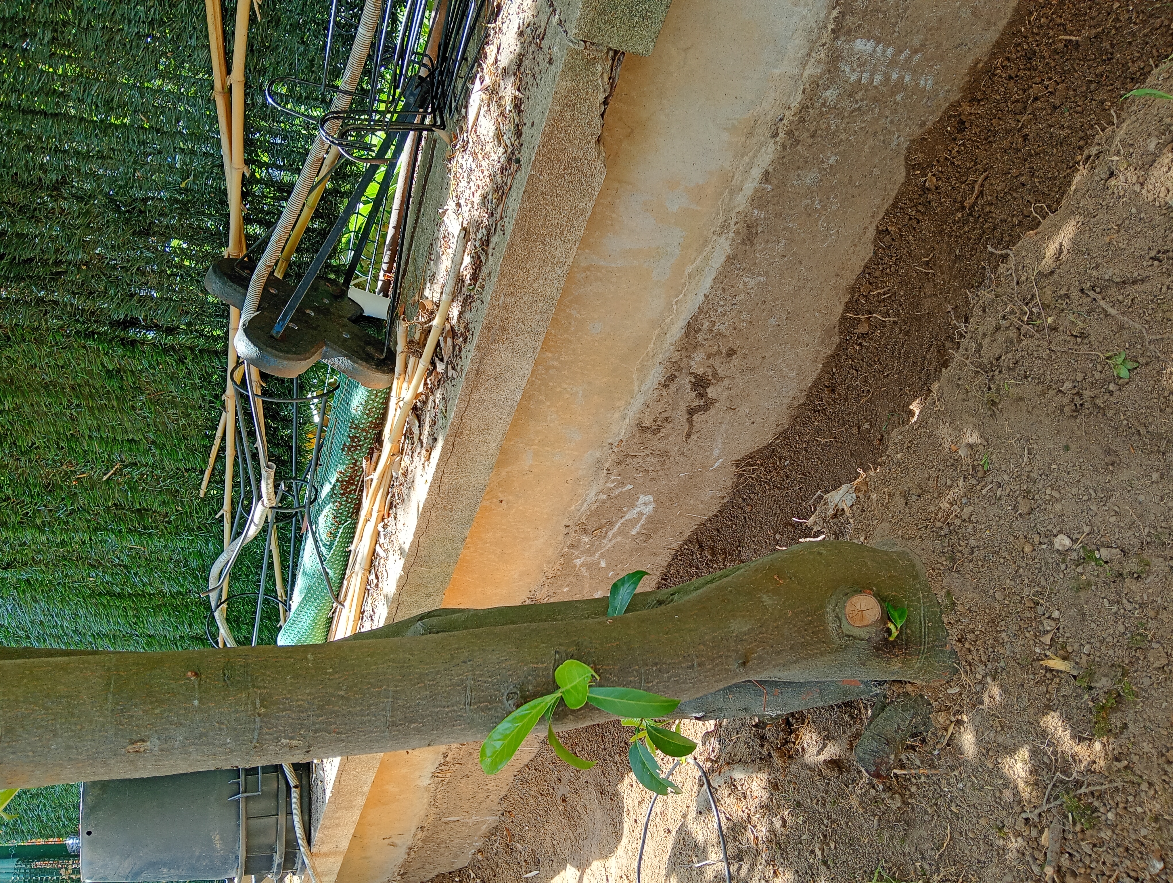 Décaissement près d’un arbre pour extraire les rhizomes de bambou traçant dans un jardin en copropriété à Boulogne-Billancourt 92100.
