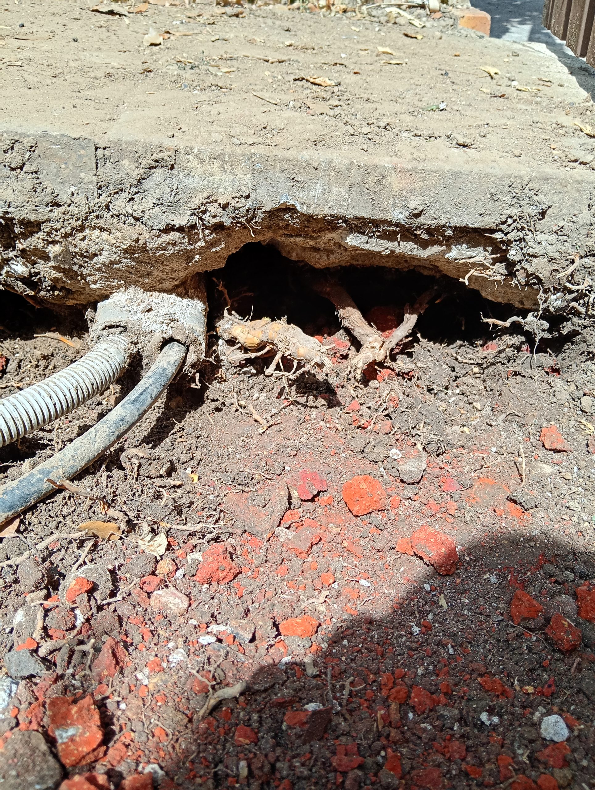Rhizomes de bambou proches des réseaux d’eau et électriques dans un jardin privatif en rez-de-jardin à Boulogne-Billancourt.